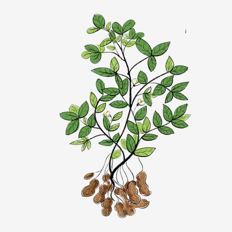 Leaf Packaging, Plant Png, Peanut Tree, Kacang Tanah, Tree Png, Plant Images, Art Painting Gallery, Painting Gallery, Oak Tree