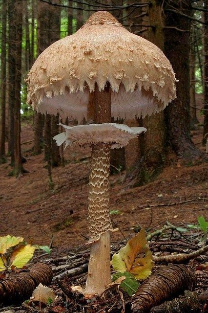 Oh muh gosh, a giant Mushie! way too cool ♥ Giant Mushroom, Mushroom Pictures, Plant Fungus, Mushroom Fungi, Forest Floor, Wild Mushrooms, Alam Yang Indah, Science And Nature, Ikebana