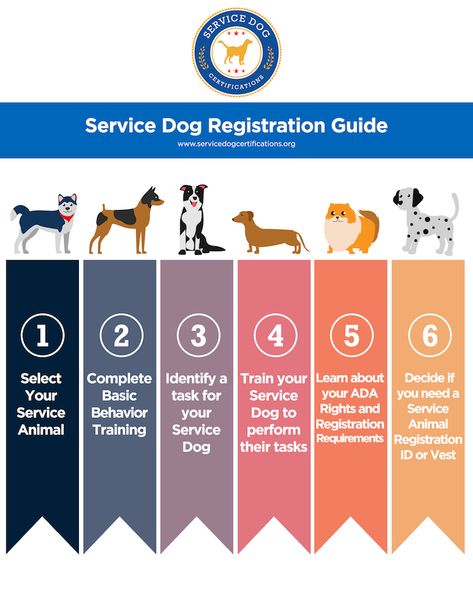 Can a Rescue Dog Become a Service Dog? - Service Dog Certifications Psychiatric Service Dog, Service Dog Training, Reactive Dog, Train Book, Emotional Support Animal, Positive Behavior, Rescue Dog, Stressful Situations, Service Dog