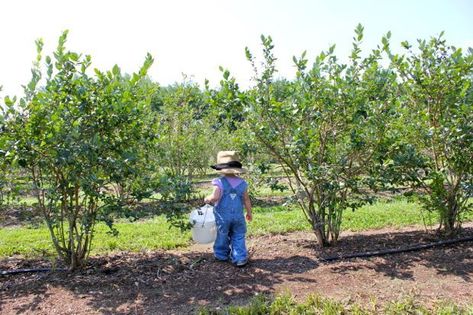 Growing Berries: How to Plant a Berry Patch (Strawberries, Blueberries, etc.) Grow Berries, Growing Berries, Blueberry Patch, Blueberry Gardening, Pruning Tomato Plants, Growing Tomatoes Indoors, Growing Tomatoes From Seed, Tips For Growing Tomatoes, Growing Organic Tomatoes