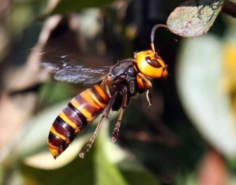 The Asian Giant Hornet is the size of your thumb, and stings with flesh dissolving acid that alerts other wasps to sting you until you die. Japanese Giant Hornet, Fear Of Flying, Invasive Species, Insect Art, Wasp, Animals Of The World, Nature Reserve, Hornet, Pollution