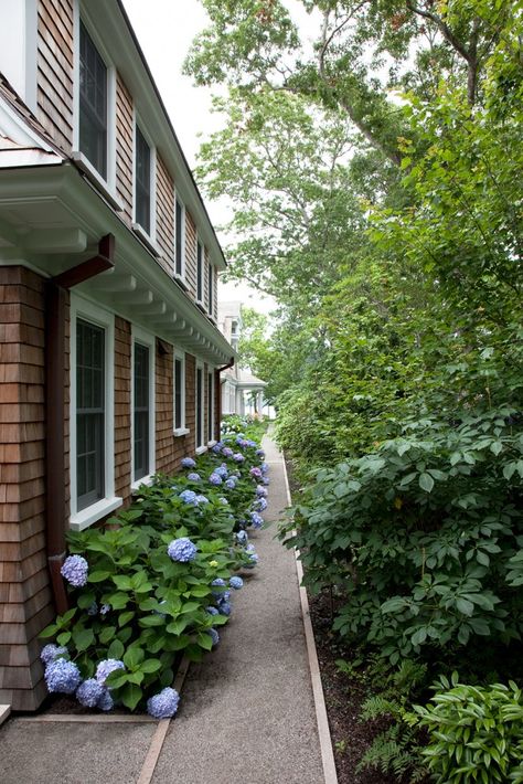 Landscape Architect Visit: A Very American Garden on Cape Cod - Gardenista Hedges Landscaping, Cape Cod Landscaping, Crushed Granite, Landscape Backyard, Ranch Exterior, American Garden, Blue Hydrangeas, Hydrangea Garden, Outdoor Rooms