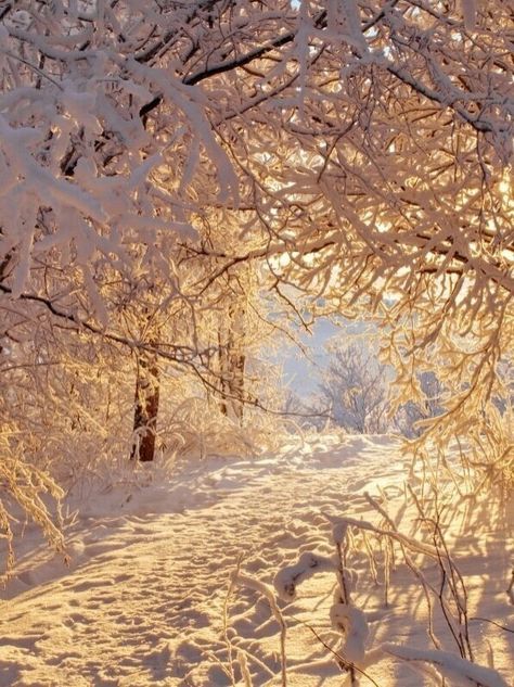 Sunny Winter Day Aesthetic, Unsplash Photography, Autumn Snow, Winter Christmas Scenes, Cute Christmas Wallpaper, Mystical Forest, Winter Sunset, Pretty Landscapes, Winter Photos