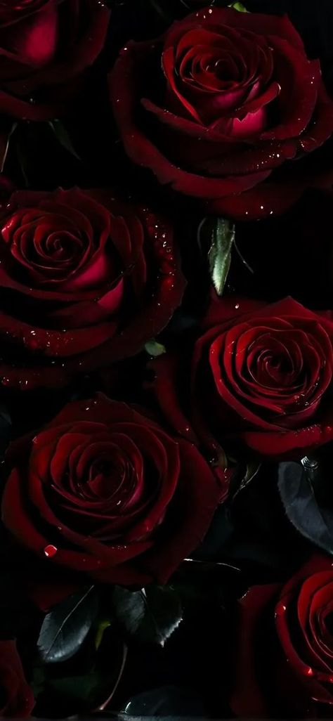 Enchanting Petals: The Allure of Floral Smartphone Backgrounds Dark Rose Painting, Roses Laptop Wallpaper, Rose Background Wallpapers, Pretty Wallpapers Backgrounds Aesthetic, Pretty Backrounds, Dark Roses, Roses Background, Black Roses Wallpaper, Red Disney