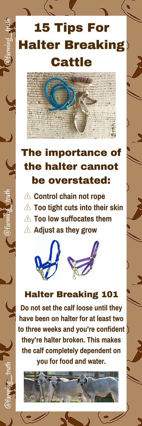 How to halter break cattle for stock shows or just to have more docile farm pets. Dairy Allergy Symptoms, Cow Showing, Raising Cows, Cattle Showing, Dairy Free Coffee Creamer, Dexter Cattle, Showing Cattle, Livestock Judging, Livestock Showing