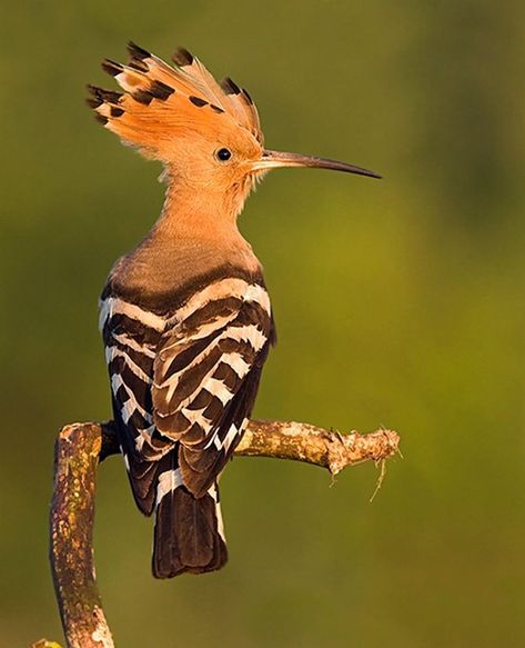 Hoopoe Bird, South African Birds, Birds Photography, Most Beautiful Birds, Rare Birds, Bird Wallpaper, Bird Supplies, Nature Birds, Exotic Birds