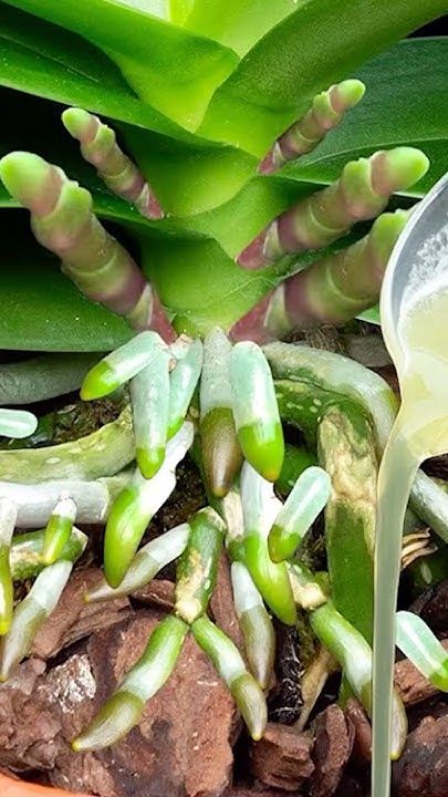 Pour a cup of juice into the root, it produces too many new shoots and roots #plants #orchid #short Orchids, Juice, The Creator, Plants