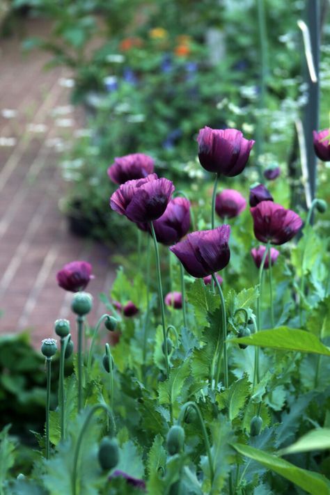 Giant Strawberry, Purple Poppy, Garden Magic, Purple Poppies, Rock Flowers, Poppies Tattoo, Aesthetic Garden, Garden Aesthetic, Wildflower Garden