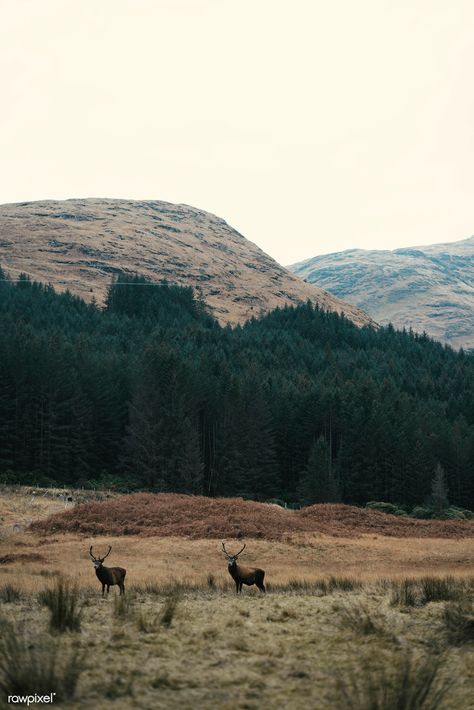 Deer grazing in a field in Scotland | premium image by rawpixel.com / Jack Anstey Scottish Highland Calf, Sheep Skull, Deer Photography, Wild Deer, Vintage Reindeer, Deer Illustration, Deer Valley, Skull Illustration, Free Hand Drawing