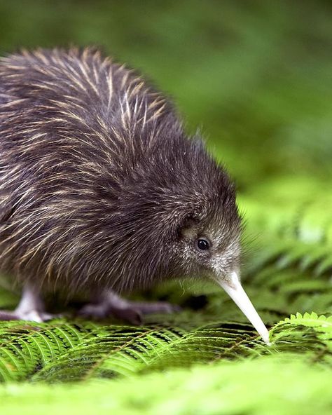 10 best places to see kiwi birds in New Zealand | 100% Pure NZ Baby Kiwi, Kiwi Bird, Flightless Bird, Exotic Birds, Bird Pictures, Pretty Birds, Little Birds, On The Ground, Animal Planet