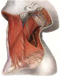 Platysma Muscle, Bandha Yoga, Man Tools, Neck Exercise, Pectoralis Major, Eat And Run, Spinal Surgery, Face Anatomy, Neck Exercises