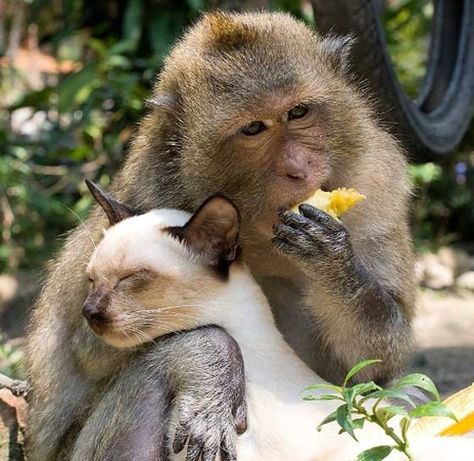 Sometimes Monkeys are friends with Cats | 24 Best Monkey Friends Unusual Animal Friends, Unlikely Animal Friends, Unlikely Friends, Animals Friendship, A Monkey, Unusual Animals, Animal Friends, Weird Animals, Sweet Animals