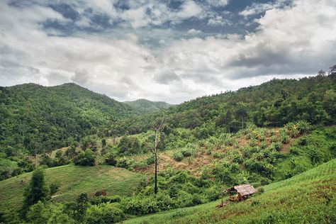 Jungle view | One more pic from my last holiday in Thailand.… | Flickr Jungle View Nature, Jungle Pic, Jungle View, Jungle Images, Last Holiday, Thailand Holiday, Northern Thailand, Canon, Surfing