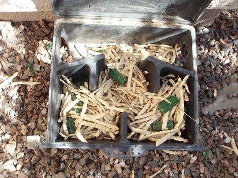 How to Get Rid of Pack Rats in SaddleBrooke 07.09.12 from… Pack Rat, Getting Rid Of Rats, Diy Pest Control, Living In Arizona, Seed Pods, Winter Weather, Pest Control, How To Dry Basil, Rats