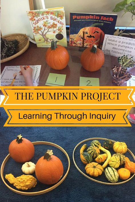 Experiment For Preschool, Fall Science Center, Project Based Learning Kindergarten, Walker Learning, Pumpkin Investigation, Pumpkins Kindergarten, Pumpkin Science, Fall Classroom Ideas, Pumpkin Unit