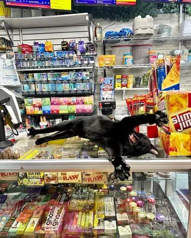 Bodega Cat, Cat Yawning, Funny Cat Photos, Nyan Cat, Great Pic, Cat Boarding, Funny Animal Memes, Cat Sitting, Sweet Animals