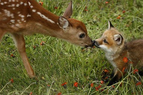 Baby Deer and Baby Fox.  baby animals are adorable. Fuchs Baby, Nosara, Animals Friendship, Baby Fox, Baby Deer, Cute Creatures, Sweet Animals, Animal Photo, 귀여운 동물