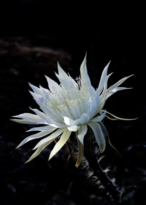 Queen Of The Night Flower, Epiphyllum Oxypetalum, Wijaya Kusuma, Witchy Garden, Parrot Tulip, The Magic Flute, Lenten Rose, Plant Benefits, Rose Queen