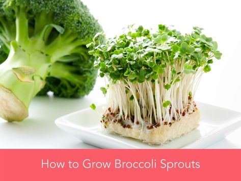 How to Grow Broccoli Sprouts - HormonesBalance.com How To Eat Broccoli, Growing Broccoli, Broccoli Benefits, How To Make Broccoli, Broccoli Seeds, Broccoli Sprouts, Sprouting Seeds, Dried Beans, Eat Right