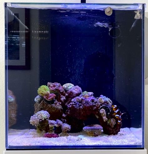 1st Reef Tank - Budget Build - JBJ Rimless AIO 10 Gallon, Budget Build, - Nano Reef Journals - Nano-Reef Community Led Aquarium Lighting, Aquarium Lighting, Reef Tank, Stand Light, A Year, Budgeting, Pure Products, Building, 10 Things