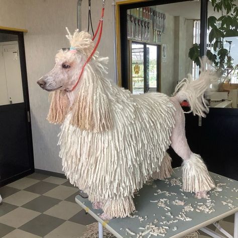 Standard Poodle Grooming, Poodle Card, Poodle Hair, Poodle Cuts, Puppy Coats, Poodle Grooming, Dog Haircuts, Grooming Style, Standard Poodle