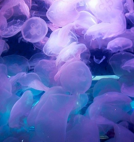 Pink Moon Jellyfish, Blue And Purple Homescreen, Purple Jellyfish Aesthetic, Pink And Blue Jellyfish, Purple Mermaid Aesthetic, Kokomi Aesthetic, Jellyfish Widget, Jellyfish Pfp, Jellyfish Theme