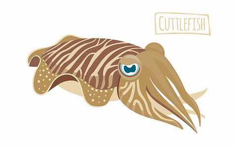 Crab Cartoon, Boat Vector, Angler Fish, Brown And Beige, Drawing Set, Vintage Fishing, Free Vector Graphics, Cartoon Style, Stone Art