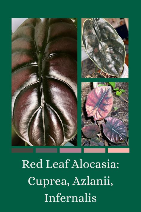 Discover the stunning world of red-leaf Alocasia plants from Borneo! 🌿🔴 Dive into the vibrant diversity of Alocasia Cuprea, Alocasia Azlanii, and Alocasia Infernalis, and learn what makes each of these unique species stand out. From their fascinating origins to their striking foliage, we've got all the insights you need to care for these remarkable redheads. Explore the article now! 🍃❤️ Alocasia Infernalis, Alocasia Azlanii, Alocasia Varieties, Alocasia Cuprea, Alocasia Plant, Inside Plants, Red Leaves, Tropical Plants, Redheads