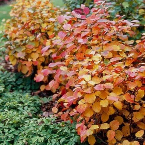 fall color in the garden fall garden ideas Fothergilla Major, Shade Loving Shrubs, Street Landscape, Tattoo Plant, Black Thumb, Shade Gardens, Purple Leaves, Gold And Orange, Spring Red