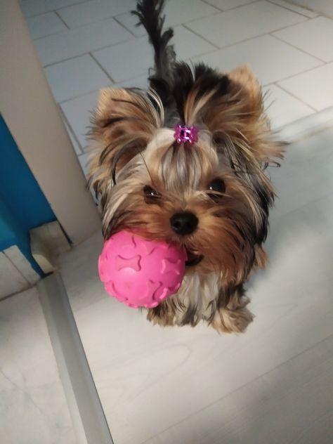 Yorkshire Terrier Hairstyles, Biewer Yorkie, Yorkshire Terrier Teacup, Teacup Yorkie Puppy, Cute Small Dogs, Puppy Mom, Dog Mommy, Yorkie Terrier, Really Cute Puppies