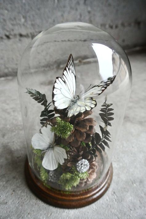 Taxidermy Butterflies, Oddities Decor, Cloche Decor, Specimen Collection, نباتات منزلية, Taxidermy Art, Tanah Liat, Glass Cloche, The Bell Jar