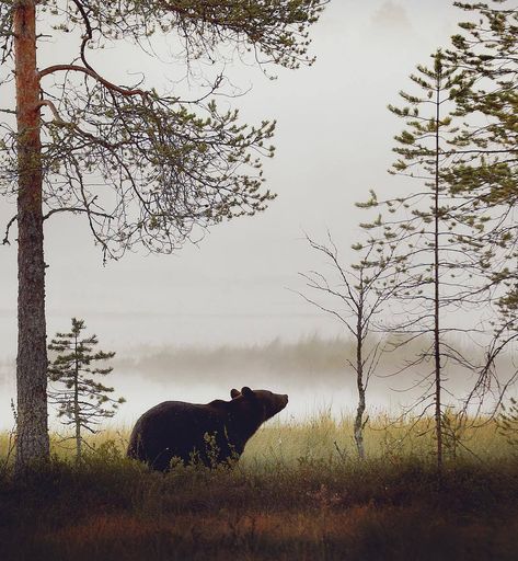 Drawing Forest Animals, Wildlife Drawings, Voice Of Nature, School Wallpaper, North American Animals, Forest Drawing, Bear Paintings, Misty Morning, Forest Creatures