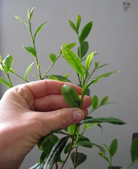 How To Harvest Tea Leaves, How To Grow Tea Leaves, Growing Tea, Green Tea Plant, Growing Coffee, Hydro Power, Wild Foraging, Diy Tea, Tea Plant