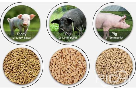 Optimum particle size of pig feed pellets Types Of Cereal, Pig Feed, Poultry Feed, Energy Consumption, Digestion Problems, The Machine, Save Food, Weight Gain, Dog Food Recipes