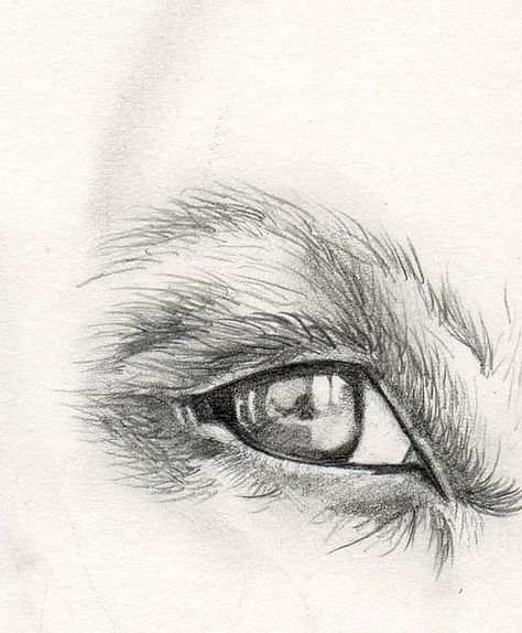 Eye Reflection Drawing | Dog eye reflection | Flickr - Photo Sharing! Animal Eye Sketch, Dog Eye Tattoo Ideas, Dog Eye Tattoo, Dog Eye Drawing, Eye Reflection Drawing, Dog Eyes Drawing, Reflection Artists, Drawing Puppies, Dog Sketching