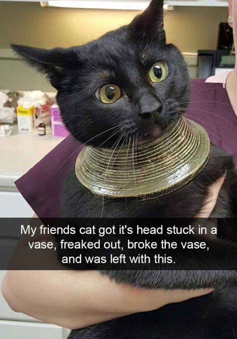 My friends cat got its head stuck in a vase, freaked out, broke the vase, and was left with this. Funny Cat Memes, Funny Cat Pictures, Big Cat, Funny Animal Memes, Call Center, Funny Animal Pictures, Animal Memes, Funny Cat, Tumblr Funny