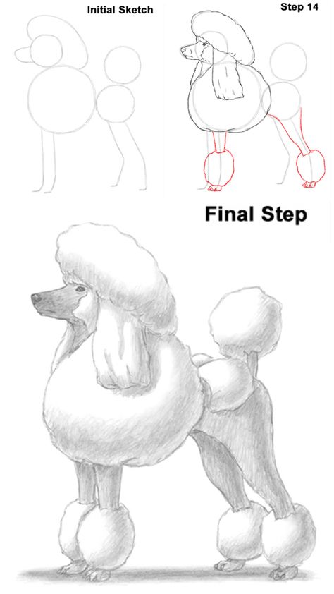 Poodle Drawing, Dog Steps, Poodle Dog, To Draw, Teddy Bear, Drawings, Dogs, Animals, Christmas