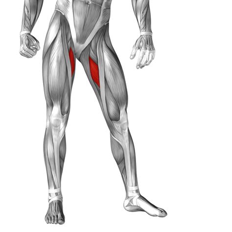 Groin Pain? Your adductors are tight! Gracilis Muscle, Setu Bandhasana, Vastus Medialis, Adductor Muscles, Hip Anatomy, Muscles Anatomy, Running Illustration, Human Muscle Anatomy, Inner Thigh Muscle