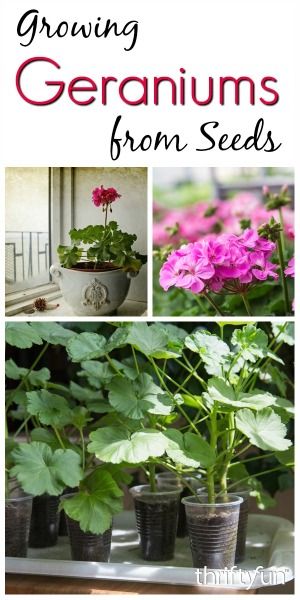 Growing Geraniums From Seed, Geranium Propagation, Geraniums Indoors, Harvesting Seeds, Collecting Geranium Seeds, Bigroot Geranium, Plants Guide, Zonal Geraniums, Growing Geraniums