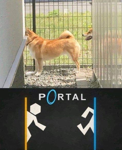 Portal Memes, Portal Game, Portal 2, Image Memes, Top Memes, Awkward Moments, Popular Memes, Dankest Memes, Funny Images