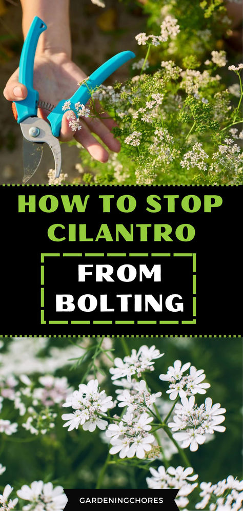 🌱✋ Mastering the Art of Cilantro Care: Stop Bolting with Our Pro Tips! 🚫🌿 Harvesting Cilantro How To, How To Preserve Cilantro, Cilantro Plant Care, Cilantro Uses, Storing Cilantro, Harvesting Cilantro, Harvest Cilantro, Grow Cilantro, How To Harvest Cilantro