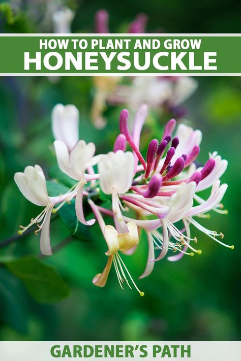 Honeysuckles are beautiful, fragrant, and survive in all kinds of environments, which is why they’ve become a garden staple. Picking the right one for your space is the key to success since some are invasive and may cause serious problems. Here’s how to find the right one and make it thrive. #honeysuckle #gardenerspath Grow Honeysuckle, Climbing Honeysuckle, Planting Flowers From Seeds, Honeysuckle Vines, Honeysuckle Plant, Honeysuckle Vine, Scent Garden, Honeysuckle Flower, Garden Entrance