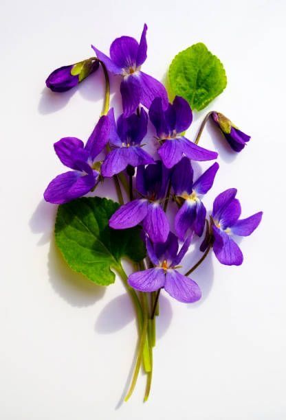 Shades Of Violet, Sweet Violets, Beautiful Flower Arrangements, Violet Flower, Geraniums, Photo Stock, My Flower, Pansies, Pretty Flowers