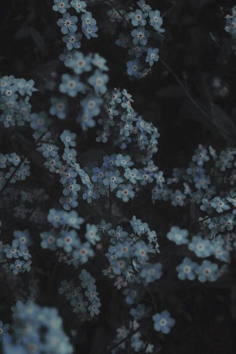 Dark Dusty Blue Aesthetic, Dark Blue Floral Wallpaper, Dark Fairytale Aesthetic Wallpaper, Dark Dream Aesthetic, Dark Blue And Brown Aesthetic, Dark Blue Grey Aesthetic, Muted Blue Aesthetic, Daisy Widget, Dark Spring Aesthetic