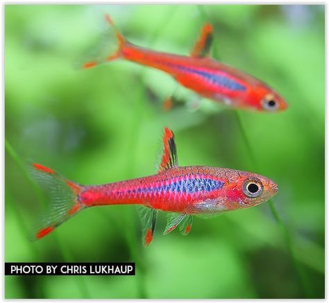 Chilli Rasbora, Rasboras Fish, Chili Rasbora Fish, Chili Rasbora, Rohu Fish, Bucephalandra Aquascape, Tropical Fish Tanks, Fish Keeping, Blue And Red Betta Fish