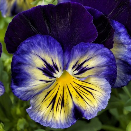 Blue Pansy, Blue Morpho, Pansies Flowers, Attract Butterflies, Flower Quotes, Heirloom Seeds, Plant Sale, All Flowers, Types Of Plants