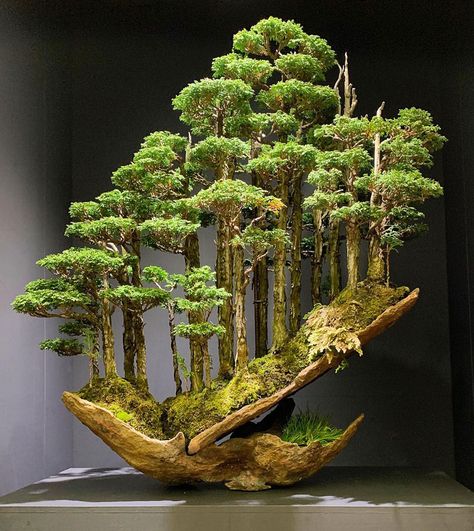 Japanese Garden Zen, Bonsai Forest, Bonsai Tree Types, Indoor Bonsai, Deco Nature, Garden Types, Bonsai Art, Bonsai Plants, Bonsai Garden