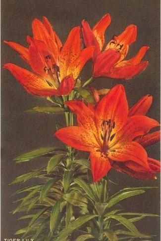 Tiger Lilies, Orange Tiger, Lily Painting, Watercolor Architecture, Art Print Display, Tiger Lily, Flowers Nature, Vintage Postcard, Botanical Art