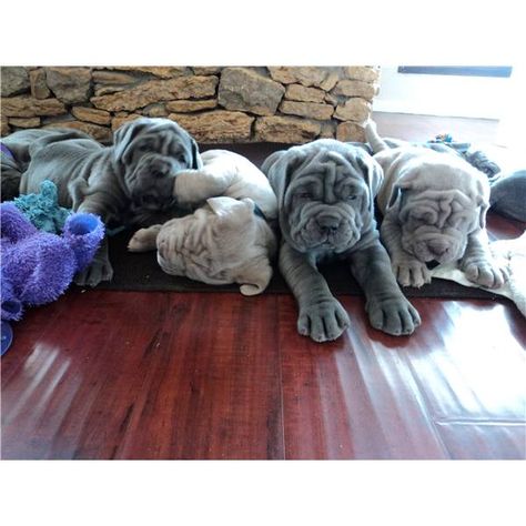 Neaplitain Mastiff Puppies...I already want another mastiff..they have such awesome personalities! Wrinkly Puppies, Graces Room, Neapolitan Mastiff, Fluffy Puppy, Neapolitan Mastiffs, Giant Dog Breeds, Mastiff Puppies, Adorable Creatures, Tibetan Mastiff