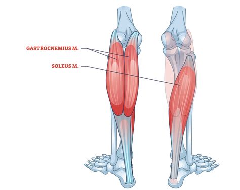 Soleus Exercises, Bigger Calves, Calf Training, Soleus Muscle, Muscle Diagram, Gastrocnemius Muscle, Muscle Hypertrophy, Calf Exercises, Muscular Development